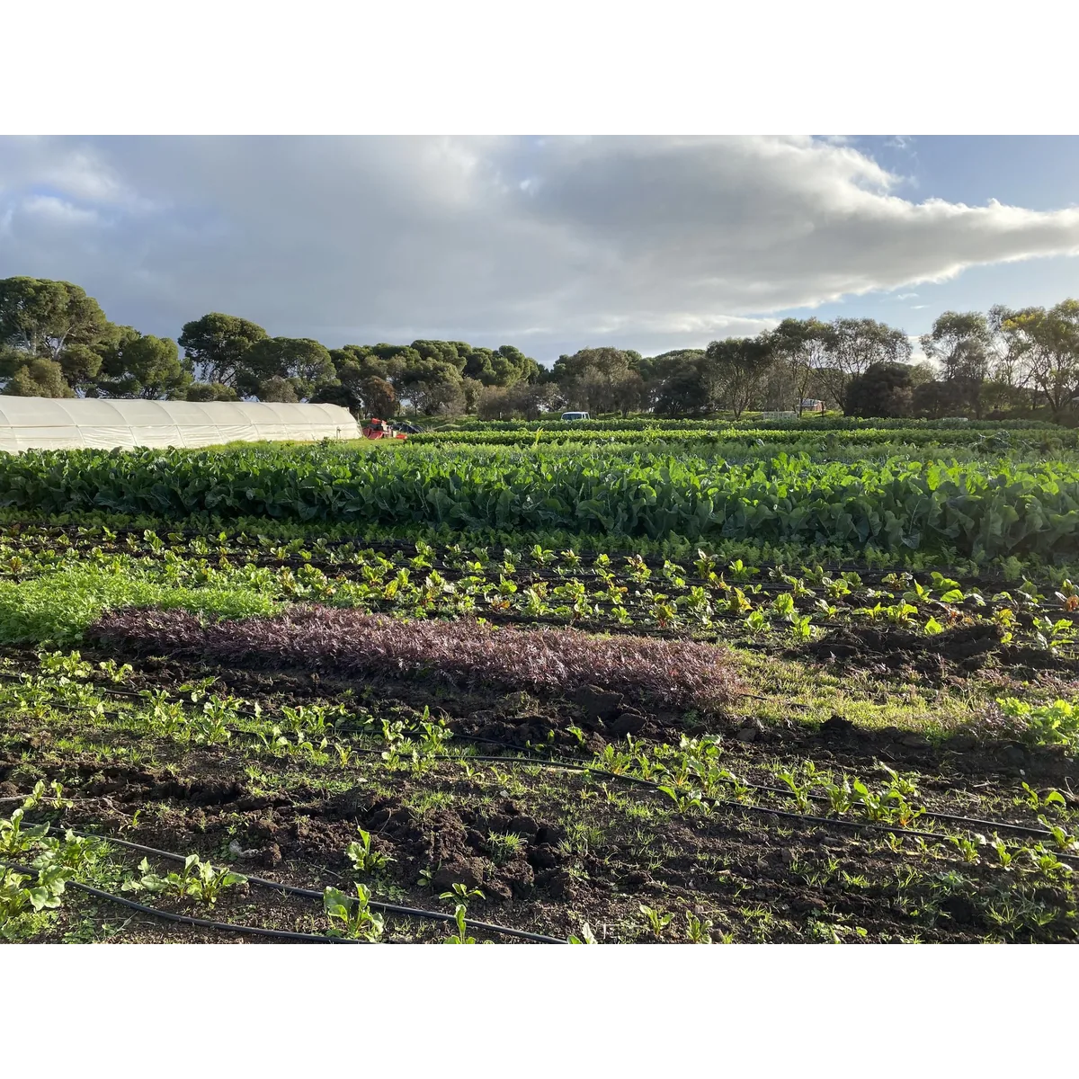 Common Acre organic veg box