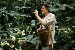 Craighton Estate Blue Mountain Coffee Tour