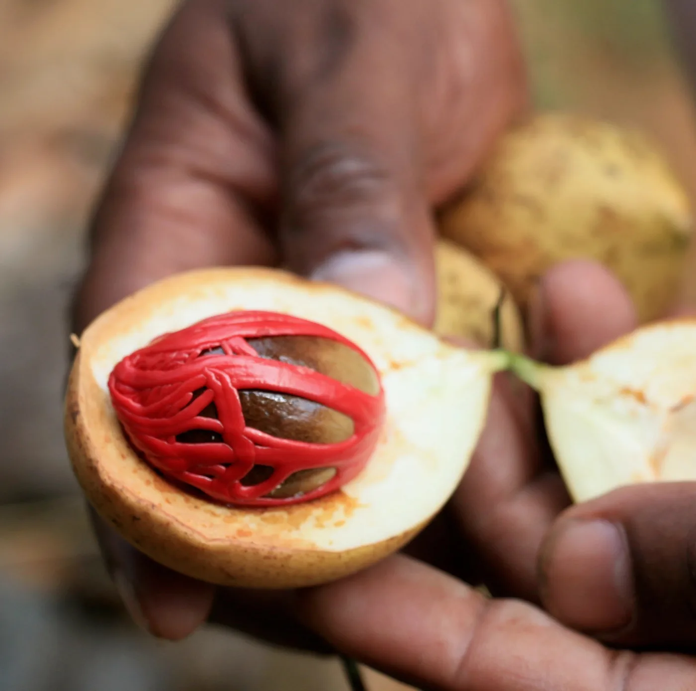 Curio Spice Co. Single-origin spices (Makrut Lime Leaf, Wild Cardamom, Ceylon Cinnamon)