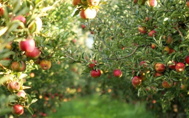 Demarest Farm