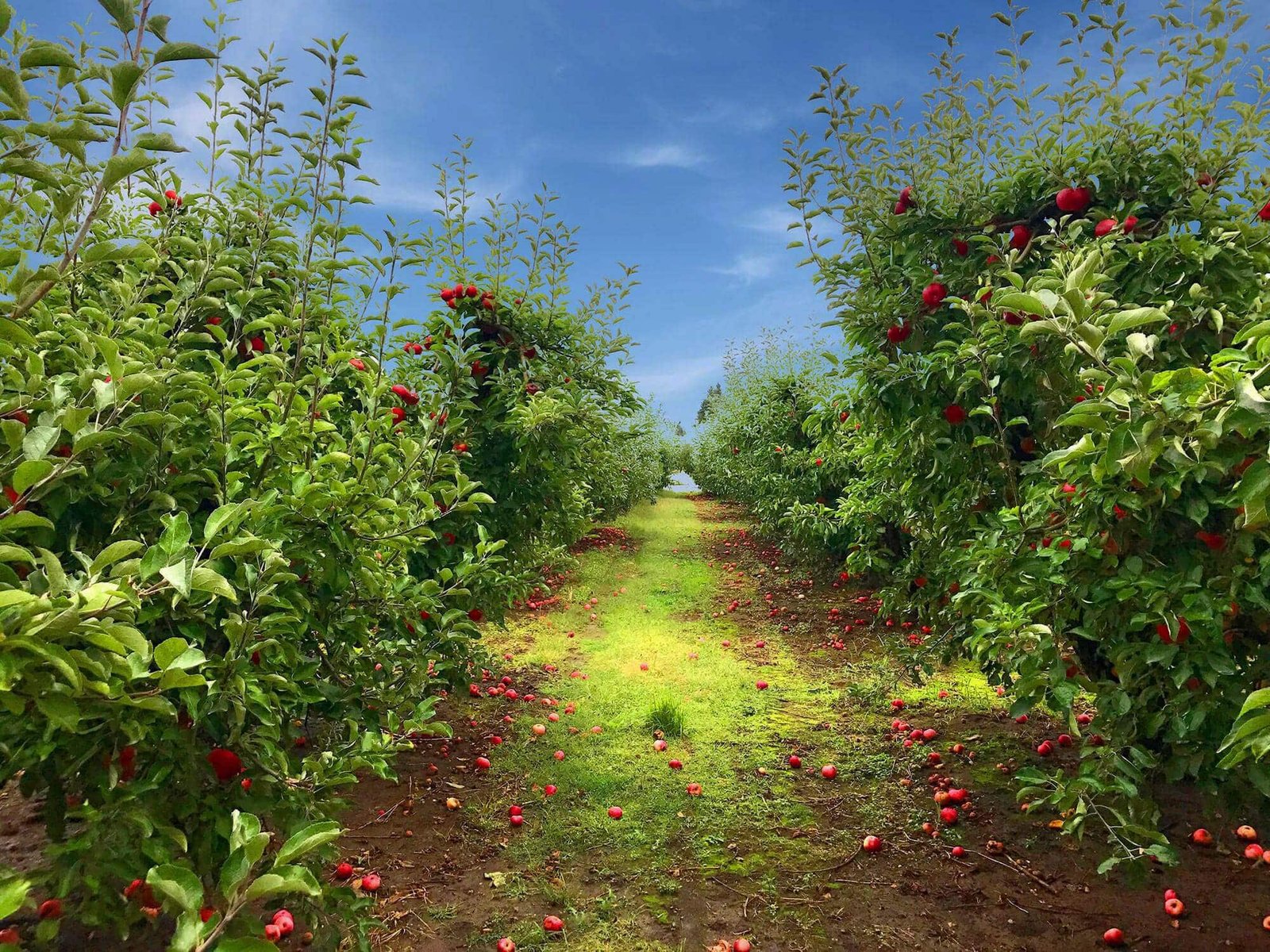 Detering Orchards