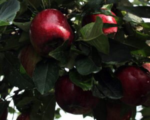Devil Dog Orchard