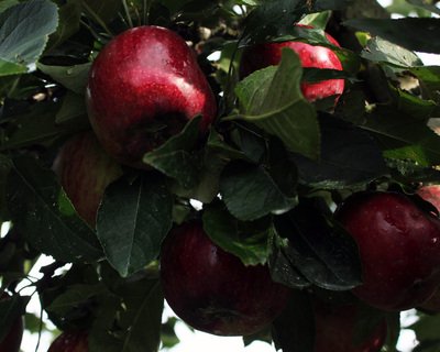 Devil Dog Orchard