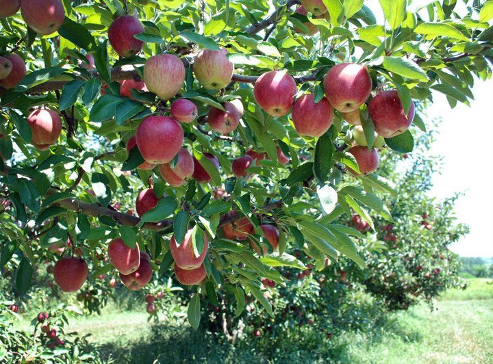 Dougherty Orchard