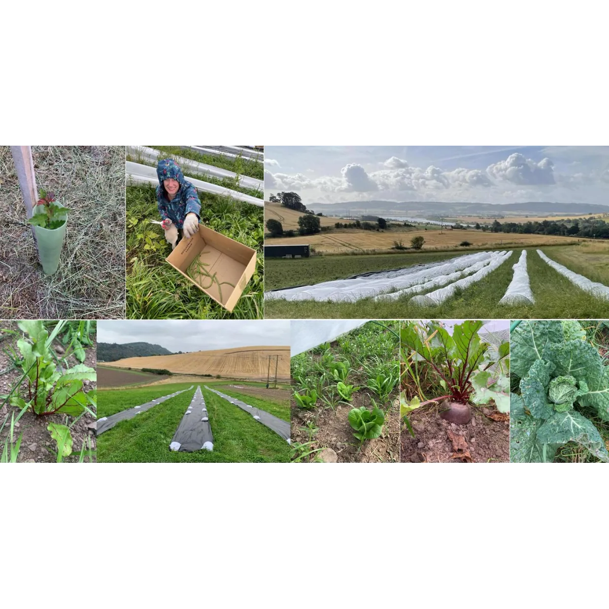 DVC Agroforestry Farm organic veg box