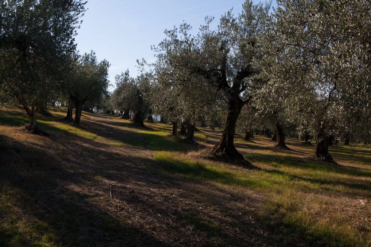 Fattoria Ramerino Guadagnòlo Primus / Cultivar Frantoio Organic Tuscan EVOO