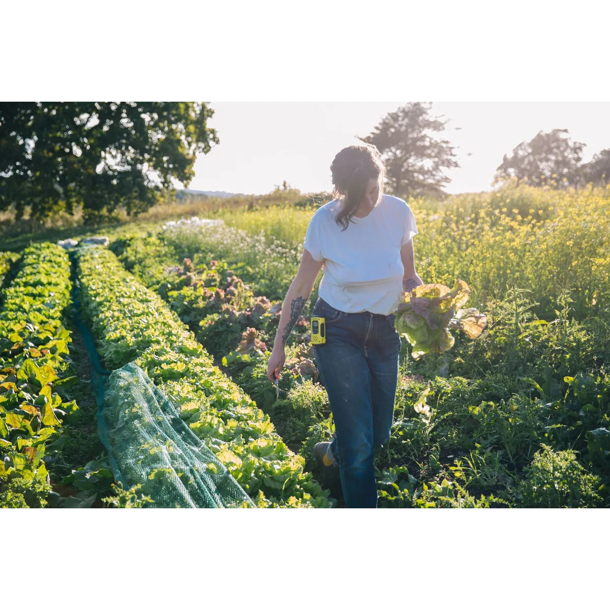 Folx Farm organic veg box