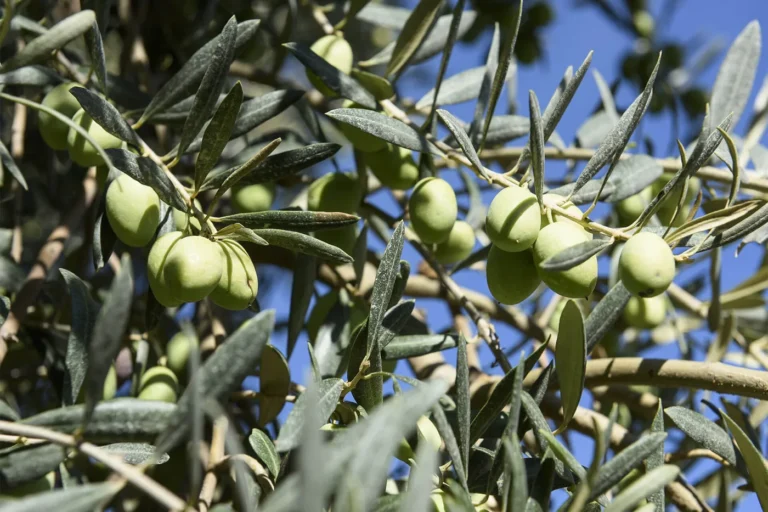 Frantoi Cutrera Primo Sicilia Organic / DOP Monti Iblei Extra Virgin Olive Oil