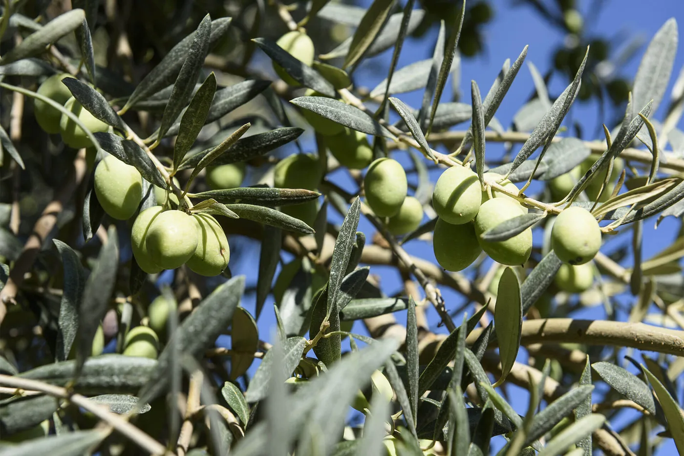 Frantoi Cutrera Primo Sicilia Organic / DOP Monti Iblei Extra Virgin Olive Oil