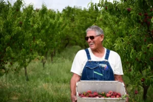 Frog Hollow Farm Organic Medjool Dates
