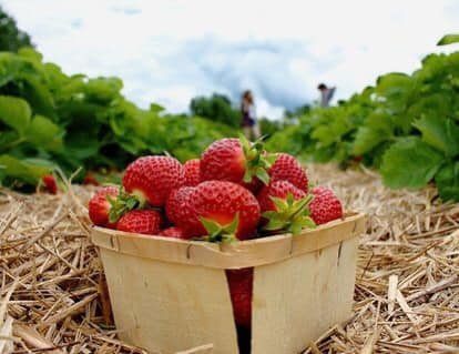 Garwood Orchards & Farm Markets