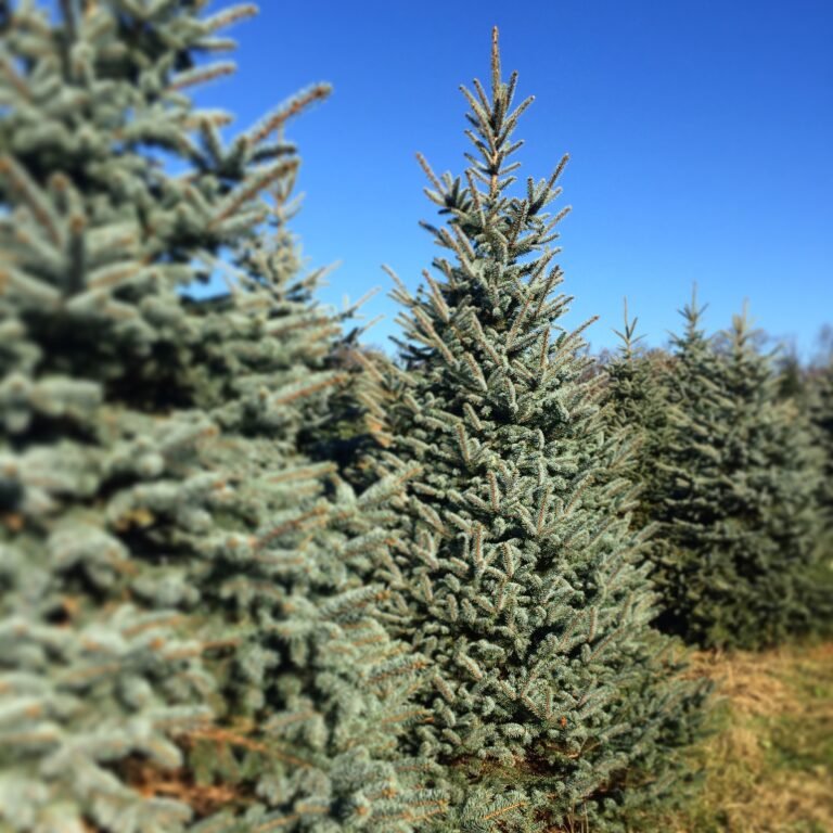 Gaver Tree Farm And Pumpkin Patch, LLC