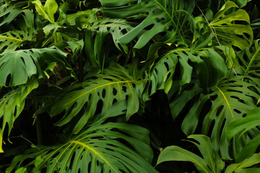 Grand Etang National Park & Forest Reserve