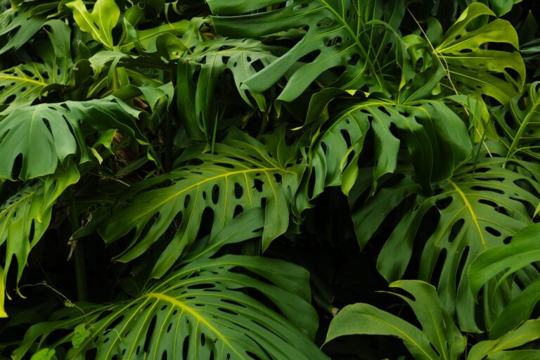 Grand Etang National Park & Forest Reserve