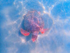 Grande Anse leatherback turtle watch, Desbarras