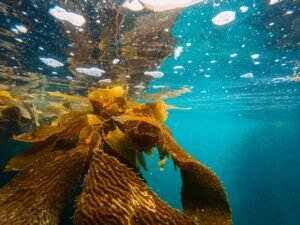 Grenadines Seamoss Alchemy: Seamoss Storefront and Interpretative Centre