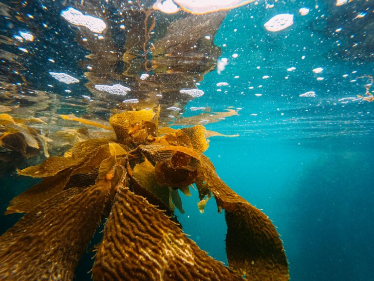 Grenadines Seamoss Alchemy: Seamoss Storefront and Interpretative Centre