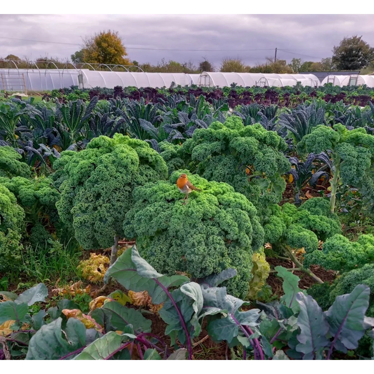 Grown Green organic veg box
