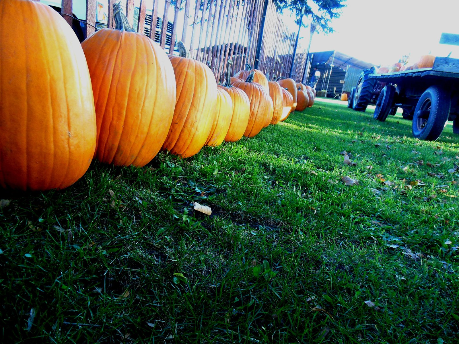 Harvest Time