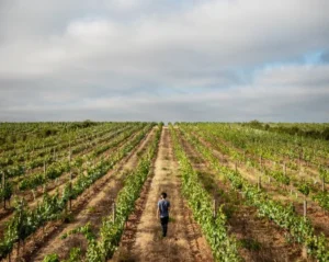 Herdade do Esporao DOP Moura EVOO