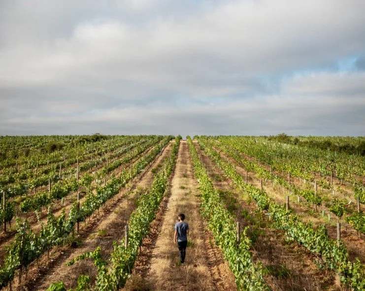Herdade do Esporao DOP Moura EVOO