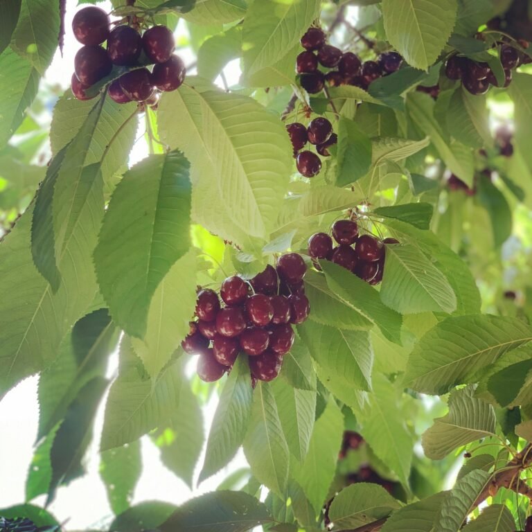 Hidden Acres Orchards