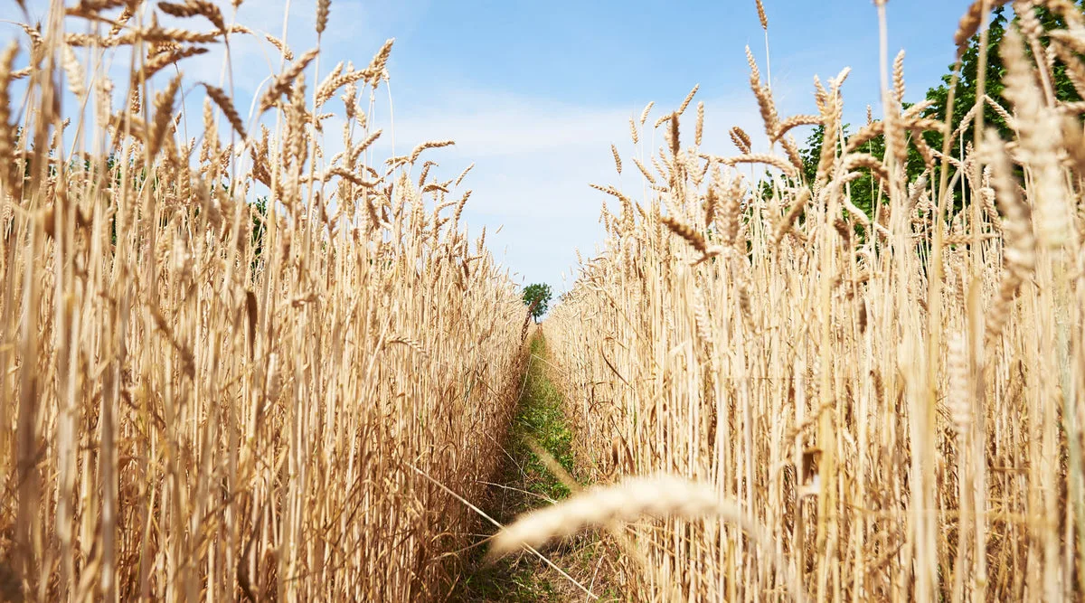 Hodmedod’s — Organic Jumbo Oats