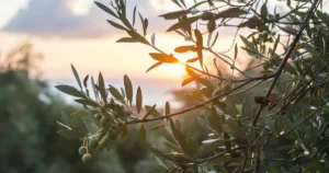 ILIADA (Agrovim) Kalamata PDO / Platinum Organic Kalamata PDO EVOO