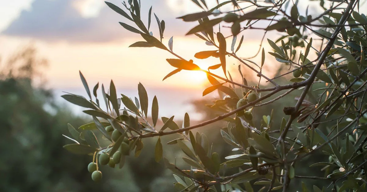 ILIADA (Agrovim) Kalamata PDO / Platinum Organic Kalamata PDO EVOO