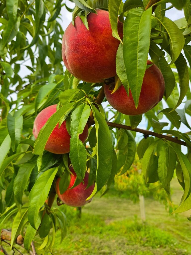 Irish Bend Farm Orchard
