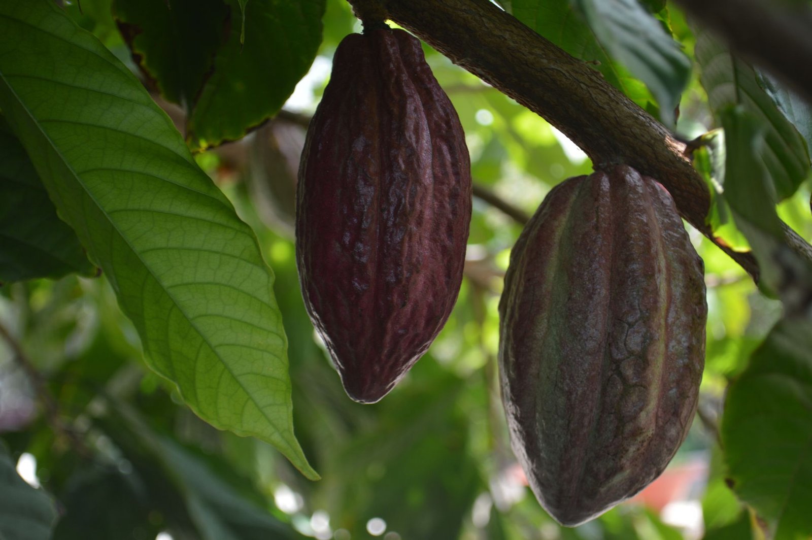 Ixcacao Maya Belizean Chocolate