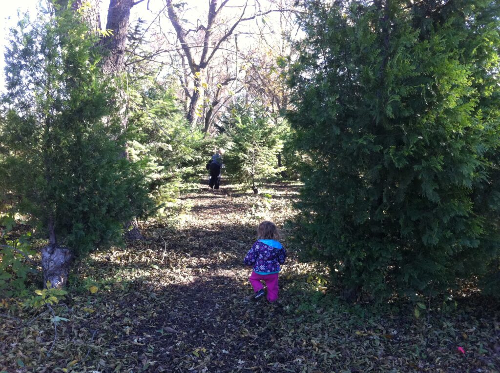 Jacob Mini Farm