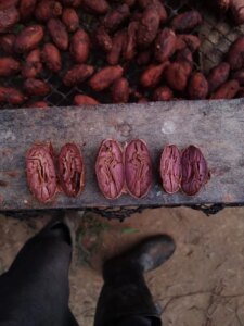 Jungle Cacao Peru chocolate
