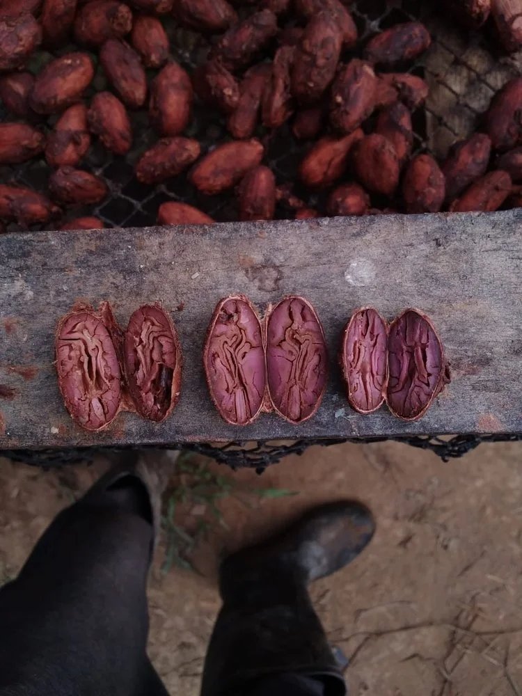 Jungle Cacao Peru chocolate