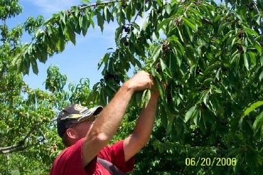 Kapnick Orchards