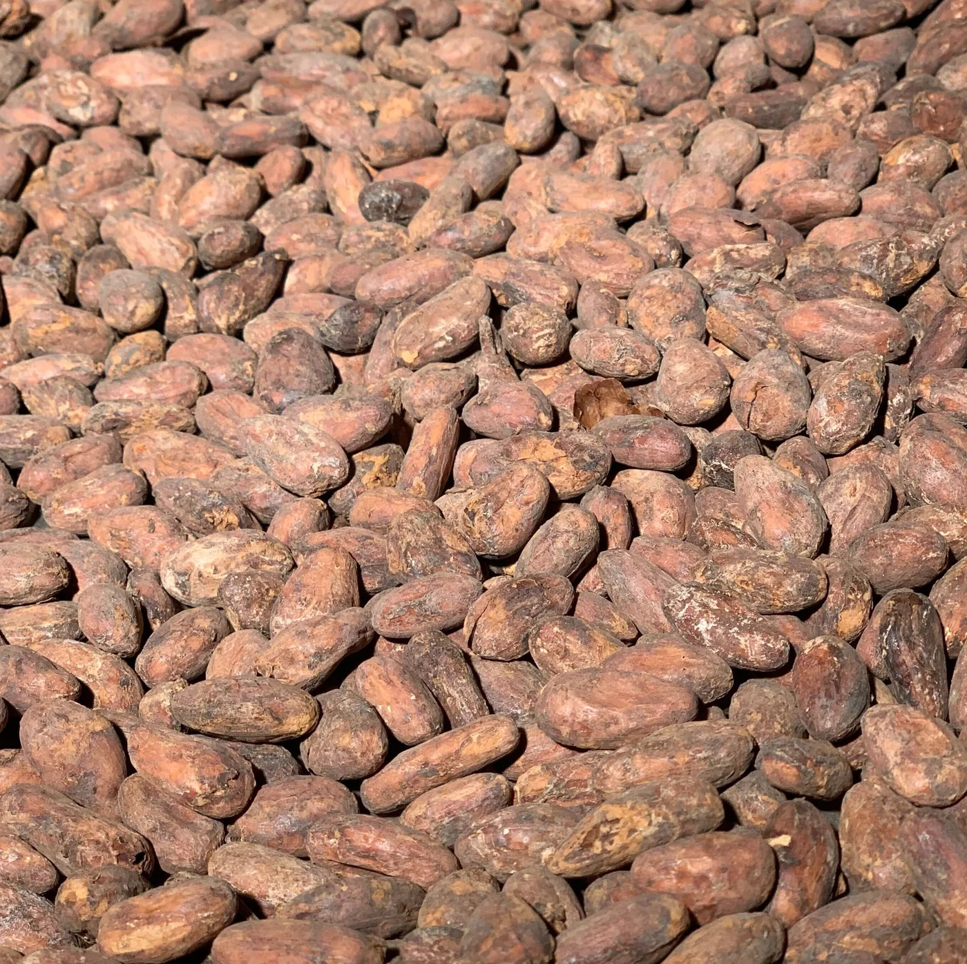 Kokoa Kamili — Direct-Trade Organic Cacao Beans & Nibs (Tanzania) — wholesale