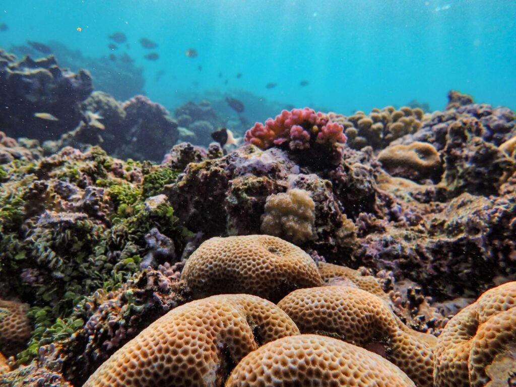 La Bulle Diving Center