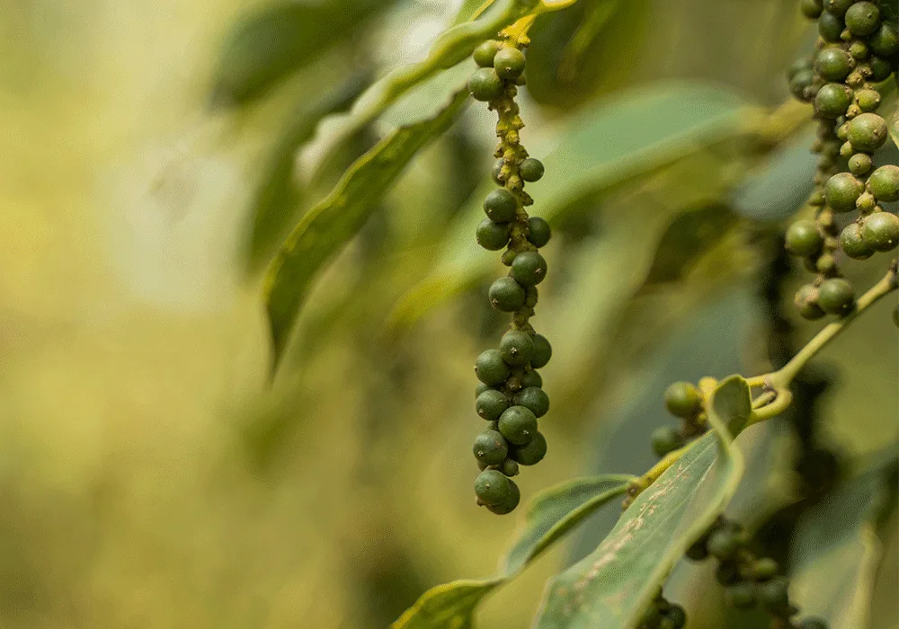 La Plantation — Kampot Pepper PGI (black, red, white, long pepper)