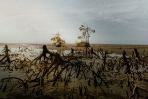 La Sagesse mangrove estuary and salt pond