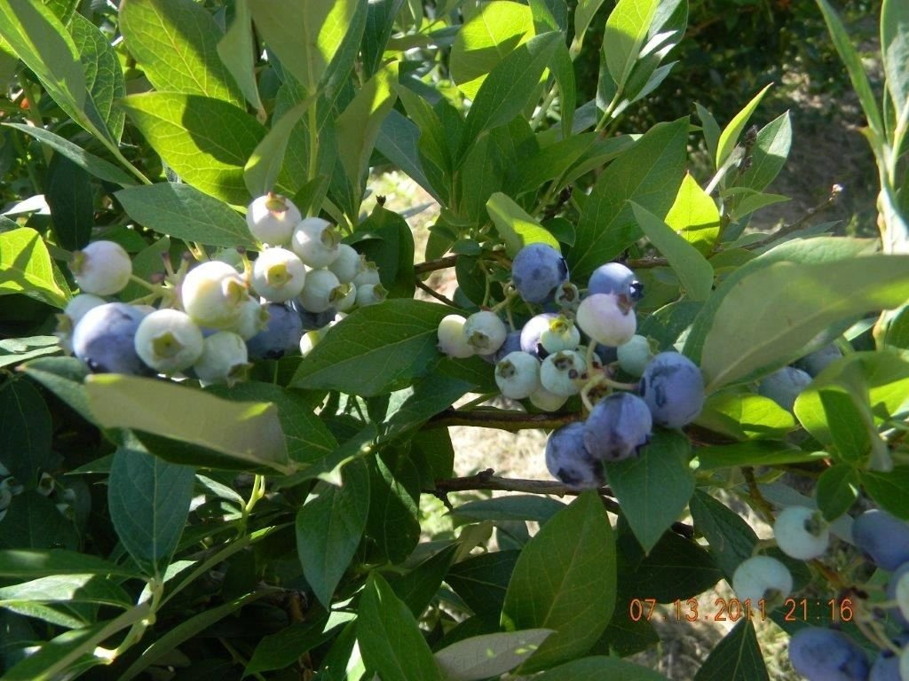 Lanni Orchards Inc