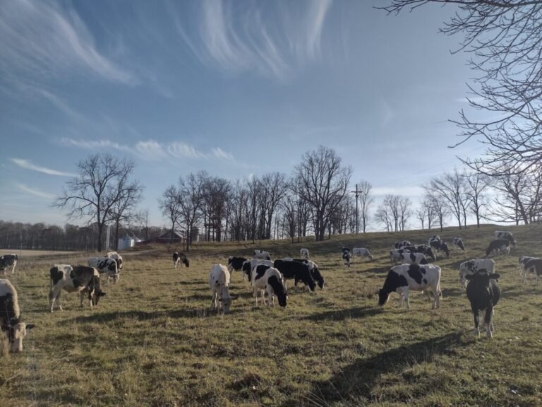 Lesser Farms and Orchard