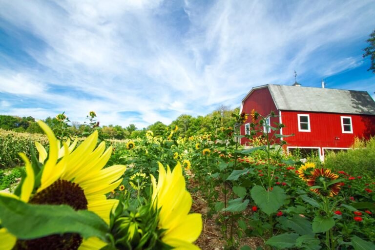 Longmeadow Farm