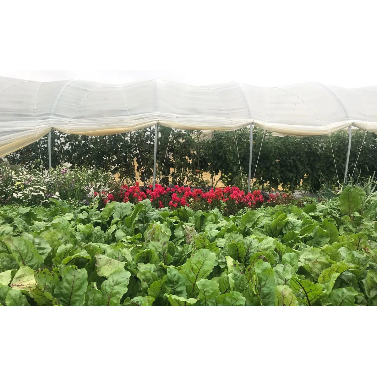 Lovebrook organic veg box