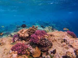 Malgretoute Beach reef