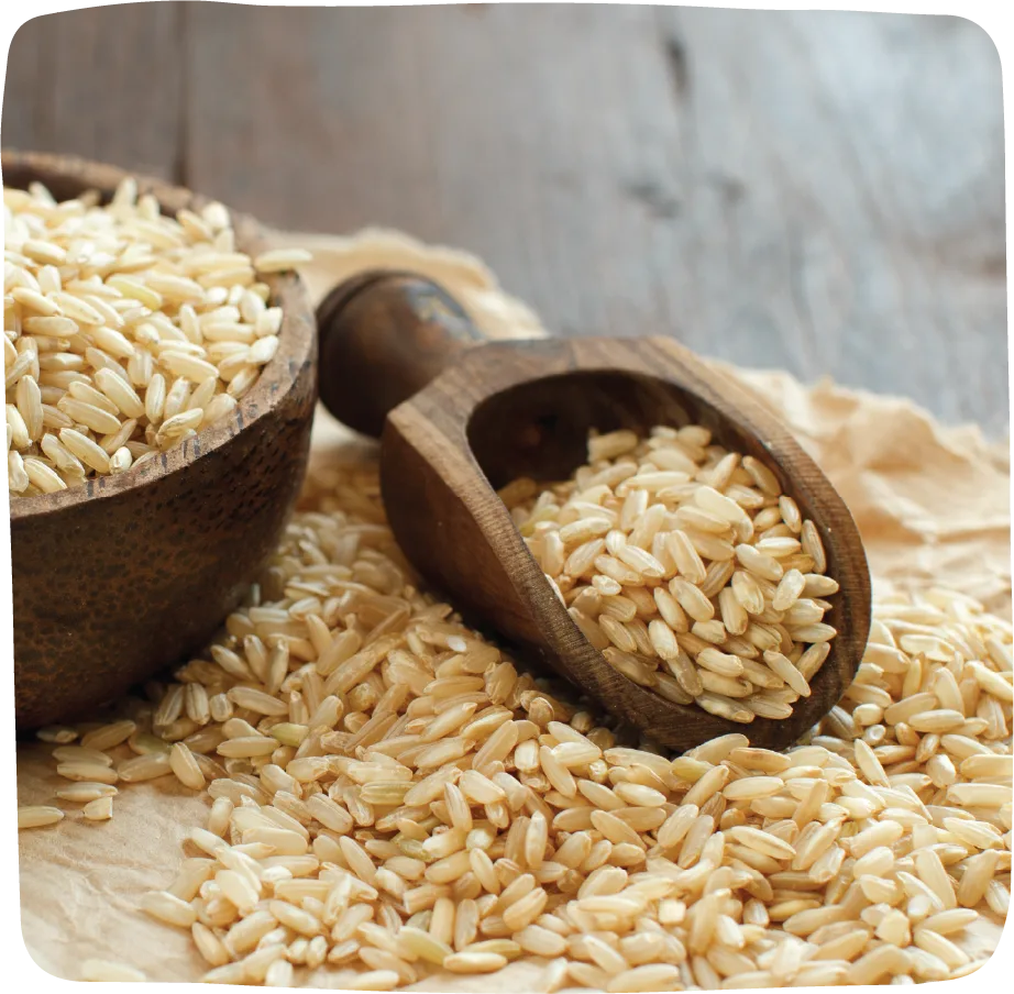 Massa Organics Organic whole-grain medium-grain brown rice
