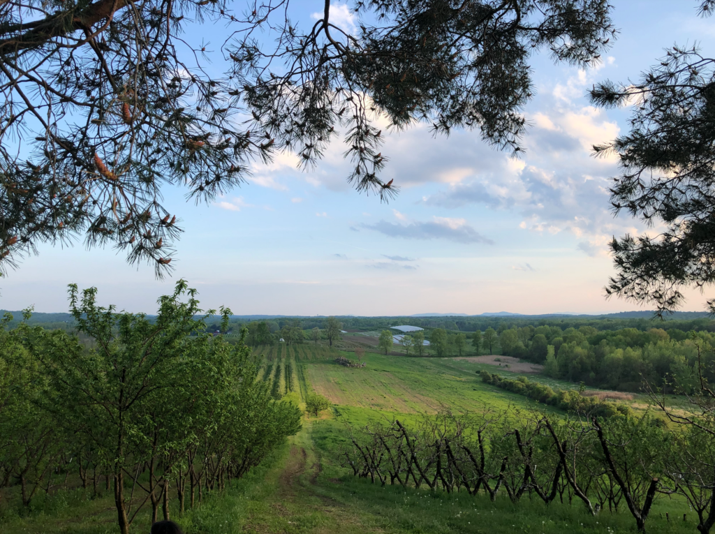 Mead Orchards