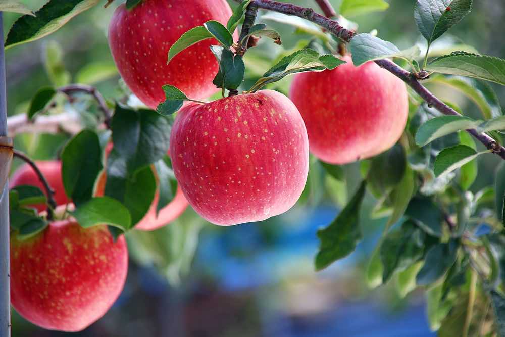 Minnetonka Orchards, LLC