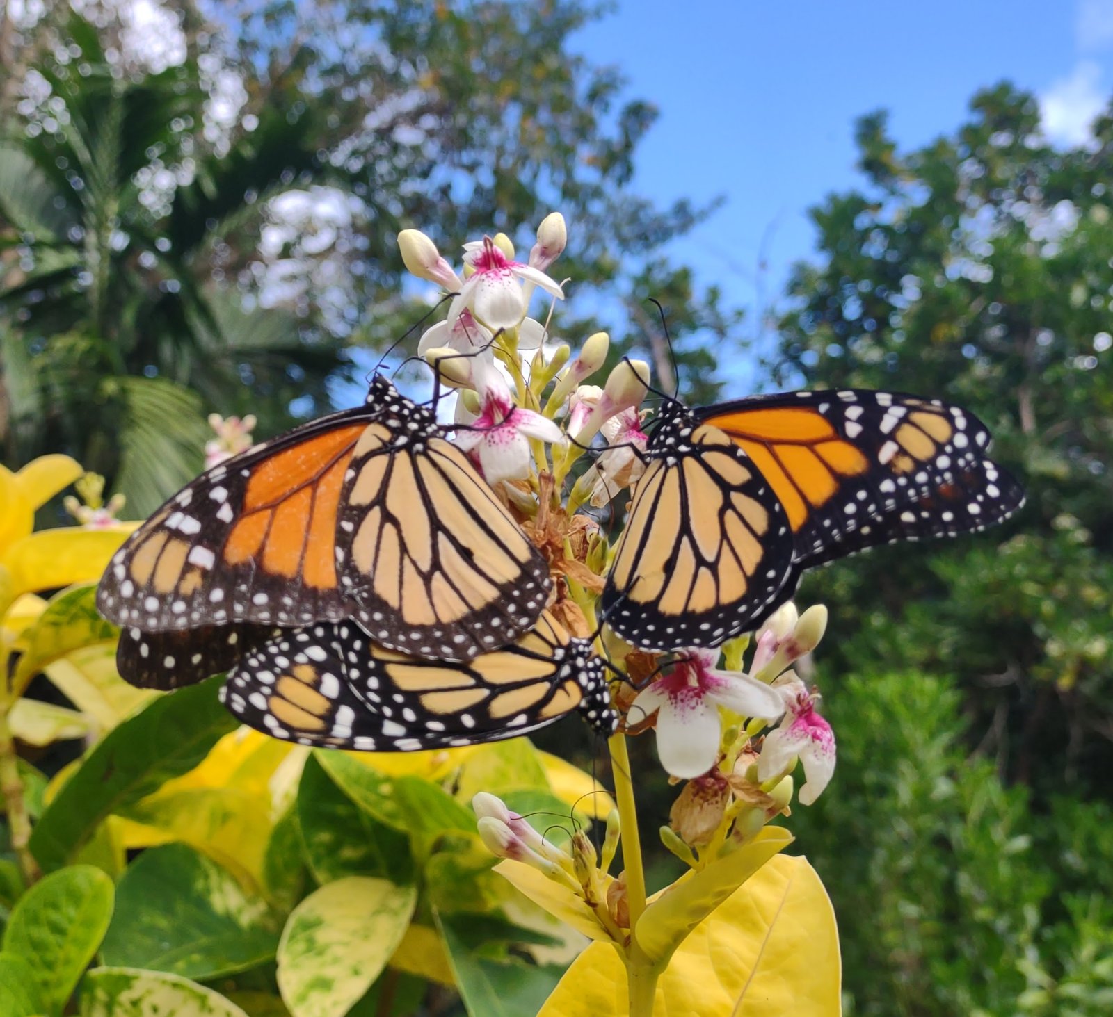 Andromeda Botanic Gardens (Ethnobotanical tours)