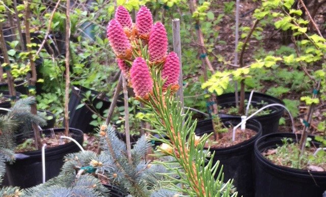 Morning Star Perennials