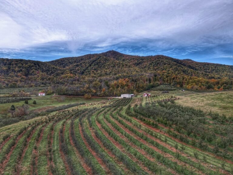 Morris Orchard